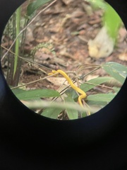 Bothriechis schlegelii