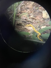 Bothriechis schlegelii