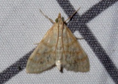 Paracorsia repandalis