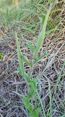 Oxypetalum solanoides