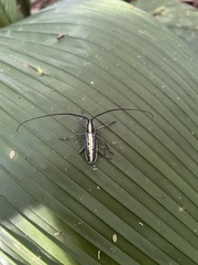 Neoptychodes candidus