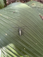 Neoptychodes candidus