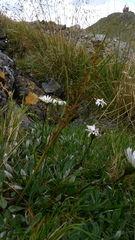 Aciphylla crenulata