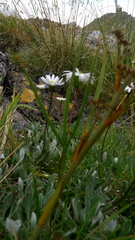Aciphylla crenulata