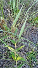 Oxypetalum solanoides