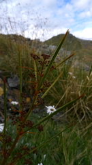 Aciphylla crenulata