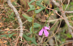 Tetratheca pilosa