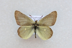 Colias behrii