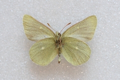Colias behrii