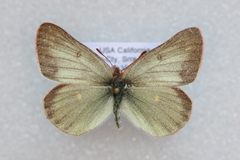 Colias behrii