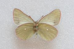 Colias behrii