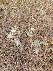 Eryngium heterophyllum