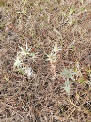 Eryngium heterophyllum