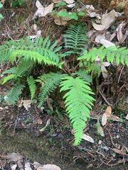 Polystichum dudleyi