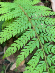 Polystichum dudleyi
