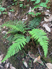 Polystichum dudleyi