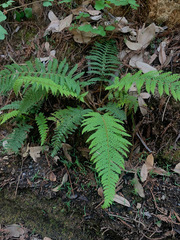 Polystichum dudleyi