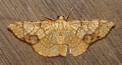 Nematocampa arenosa