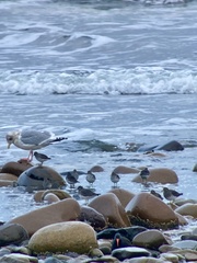 Calidris ptilocnemis