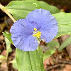 Commelina ensifolia