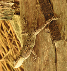 Agama agama