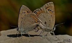 Lycaena thetis