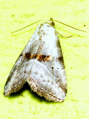 Hyperstrotia flaviguttata