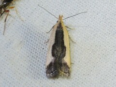 Dichomeris inserrata