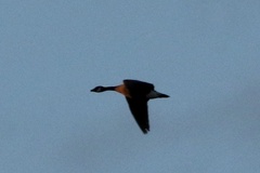 Branta hutchinsii