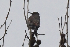 Colaptes auratus luteus × cafer