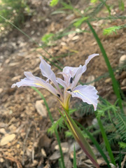 Iris fernaldii