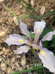 Iris fernaldii