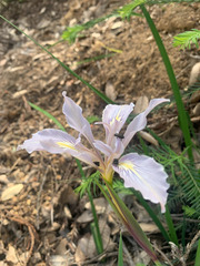 Iris fernaldii