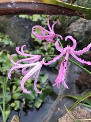 Nerine bowdenii