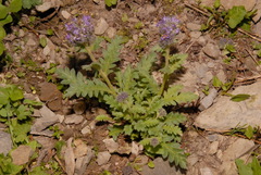 Phacelia sericea sericea