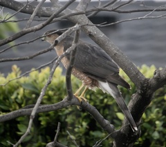 Accipiter cooperii