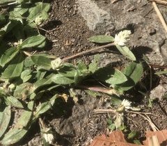 Gomphrena celosioides