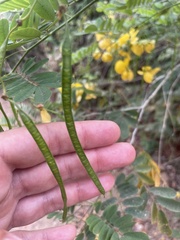 Senna pallida
