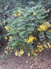 Senna pallida