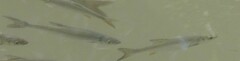 Cypriniformes