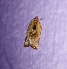 Argyrotaenia polvosana