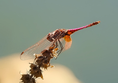 Trithemis annulata