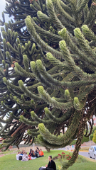 Araucaria araucana