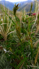 Carex horizontalis