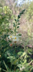 Pomaria pilosa
