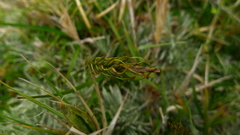 Carex horizontalis