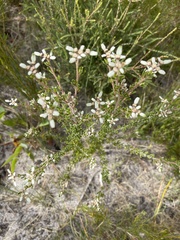 Spyridium halmaturinum