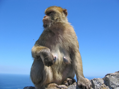 Macaca sylvanus