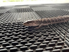 Elgaria multicarinata webbii