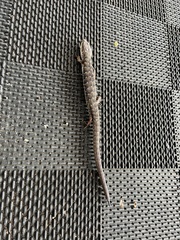 Elgaria multicarinata webbii